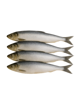 copy of Hering Înghețat...