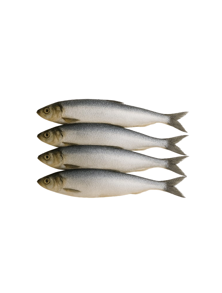 copy of Hering Înghețat Întreg – Ambalaj de 5 kg / 20 kg