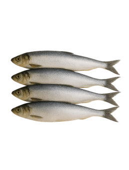 copy of Hering Înghețat Întreg – Ambalaj de 5 kg / 20 kg